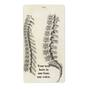 Zeichnend Vertebrae