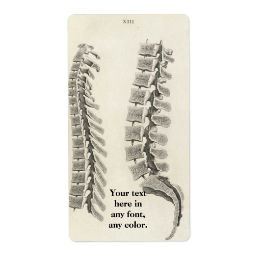 Zeichnend Vertebrae (Vorne)
