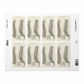 Zeichnend Vertebrae (Vorne)
