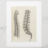 Zeichnend Vertebrae Flyer (Vorne)