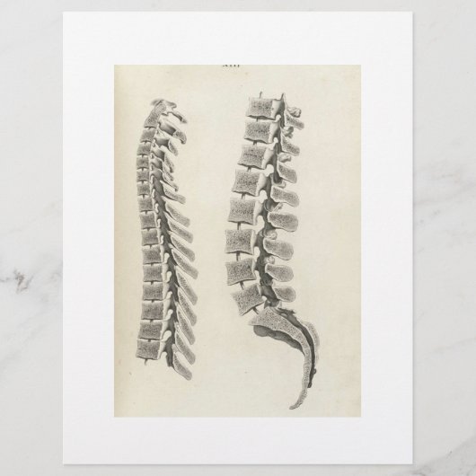 Zeichnend Vertebrae Flyer (Vorne)