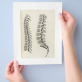 Zeichnend Vertebrae Flyer (Hand)