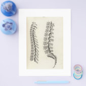 Zeichnend Vertebrae Flyer (Einzeln)