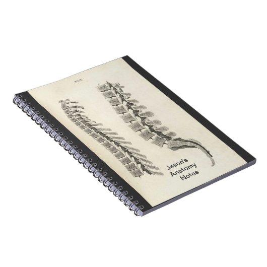 Zeichnend Vertebrae Notizblock (Rechte Seite)