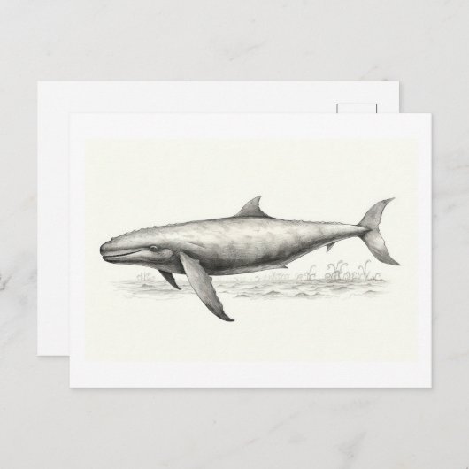Zeichnend Wale Postkarte (Vorne/Hinten)