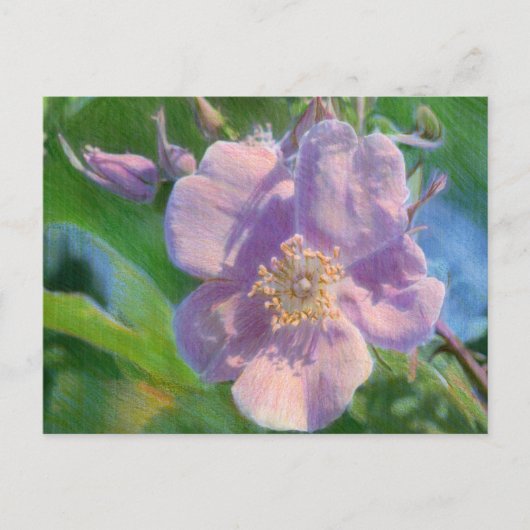 Zeichnend Wild Rose Mixed Media Postkarte (Vorderseite)