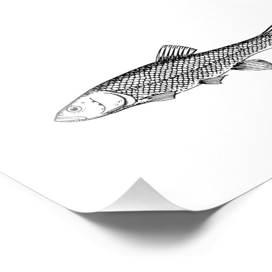 Zeichnend Zwergfisch Fotodruck (Ecke)