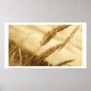 Zeichnete Sullivan - Grasland-Gras Poster