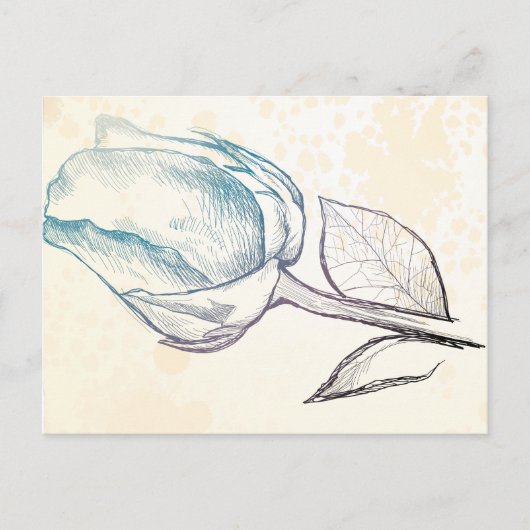 Zeichnung einer Rose, Postkarte (Vorderseite)