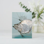 Zeidae Fish Postkarte (Stehend Vorderseite)