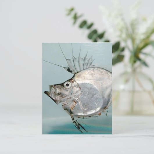 Zeidae Fish Postkarte (Stehend Vorderseite)