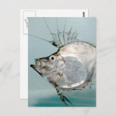 Zeidae Fish Postkarte (Vorne/Hinten)