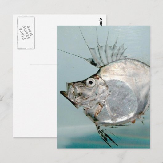 Zeidae Fish Postkarte (Vorne/Hinten)