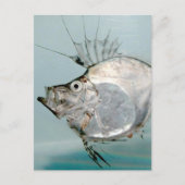 Zeidae Fish Postkarte (Vorderseite)