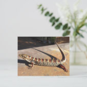 Zeigen Sie Low Arizona King's Place Alligator Liza Postkarte (Stehend Vorderseite)