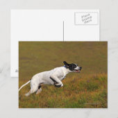 Zeiger. Canis lupus familiaris Postkarte (Vorne/Hinten)