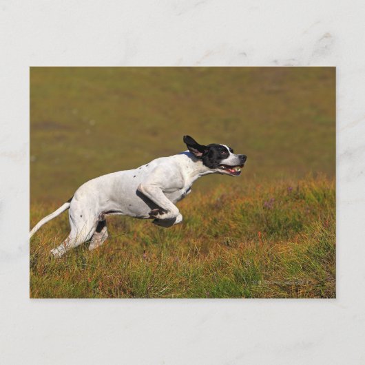 Zeiger. Canis lupus familiaris Postkarte (Vorderseite)