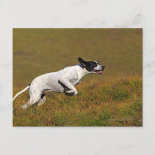 Zeiger. Canis lupus familiaris Postkarte