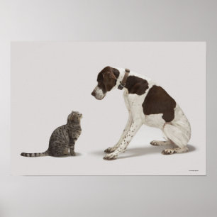Zeiger, der unten Katze betrachtet Poster