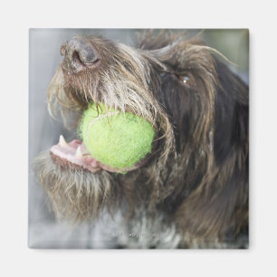 Zeigerhundebeißender Tennisball, Nahaufnahme Magnet