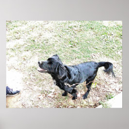 Zeit, den Hund zu Fuß zu gehen Poster