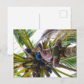 Zeit, die Kokosnüsse zu reinigen Postkarte (Vorne/Hinten)