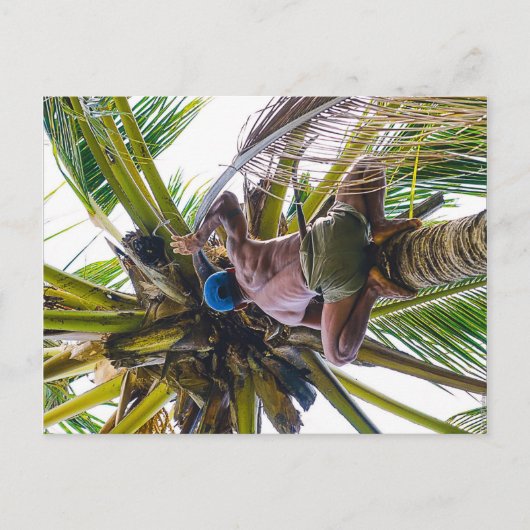 Zeit, die Kokosnüsse zu reinigen Postkarte (Vorderseite)