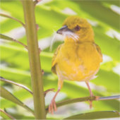 Zeit für den Bau des Nests Aufkleber (Vorderseite)