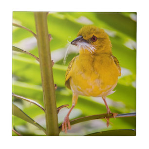 Zeit für den Bau des Nests Fliese