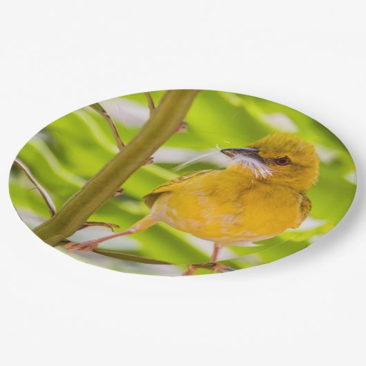 Zeit für den Bau des Nests Pappteller (Schrägansicht)