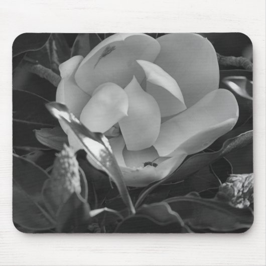 Zeitlose Magnolie Mousepad (Vorne)