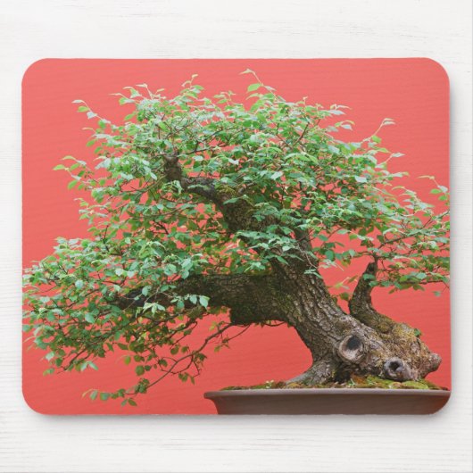 Zelkova Bonsaisbaum Mousepad (Vorne)