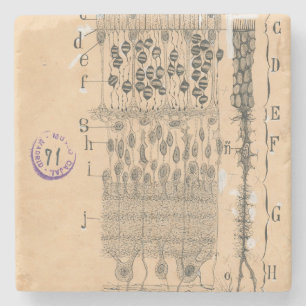 Zelle Zeichnend Auge Retina Santiago Ramon Y Cajal Steinuntersetzer