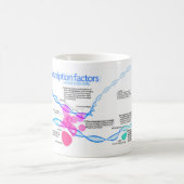Zellen Gene-Transkriptionsfaktor-Diagramm Kaffeetasse (Mittel)