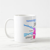 Zellen Gene-Transkriptionsfaktor-Diagramm Kaffeetasse (Links)