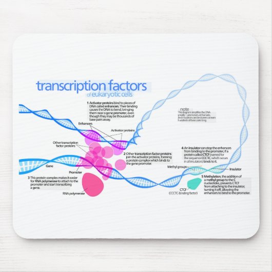 Zellen Gene-Transkriptionsfaktor-Diagramm Mousepad (Vorne)
