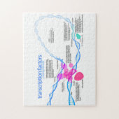 Zellen Gene-Transkriptionsfaktor-Diagramm Puzzle (Vertikal)