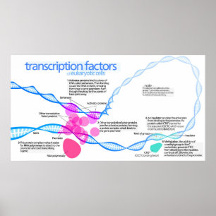 Zellen Gene-Transkriptionsfaktoren Diagramm Poster