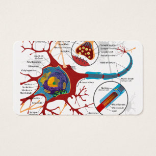 Zellen-Neuronen gesund