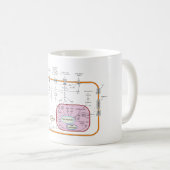 Zellen-Signaltransductions-Bahn-Diagramm Kaffeetasse (VorderseiteRechts)