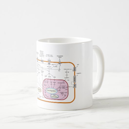 Zellen-Signaltransductions-Bahn-Diagramm Kaffeetasse (VorderseiteRechts)