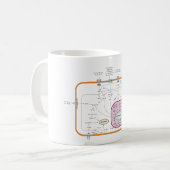 Zellen-Signaltransductions-Bahn-Diagramm Kaffeetasse (Vorderseite Links)