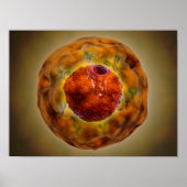 Zellkerne mit Chromosom 3 Poster (Vorne)