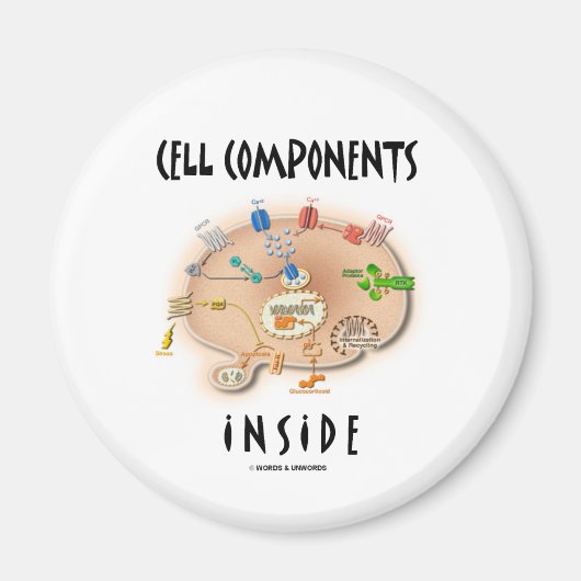 Zellkomponenten im Inneren Magnet (Vorne)