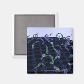 Zellmembran Magnet (Vorderseite/Rückseite)