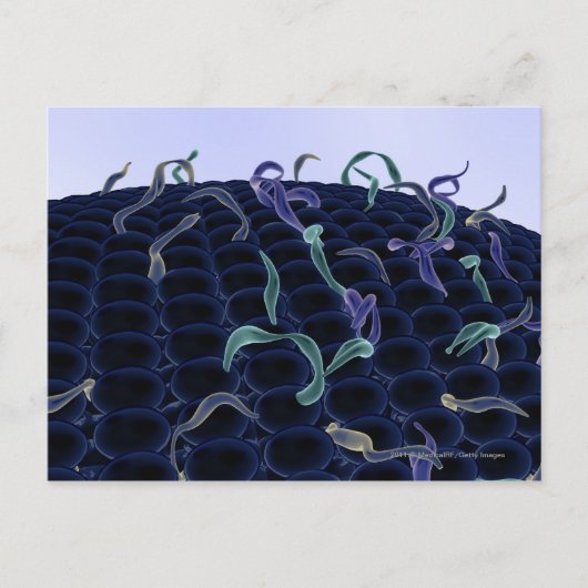 Zellmembran Postkarte (Vorderseite)