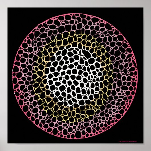 Zellteilung Poster (Vorne)