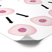 Zellteilung Poster (Ecke)