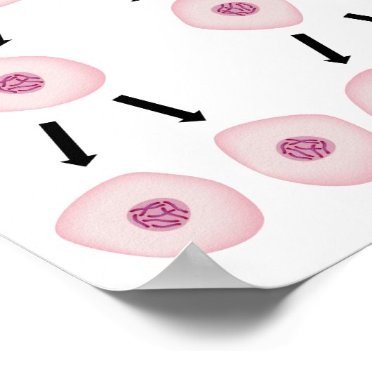 Zellteilung Poster (Ecke)