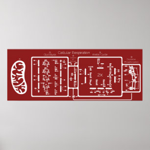 Zelluläre Atmung 42x16 Poster